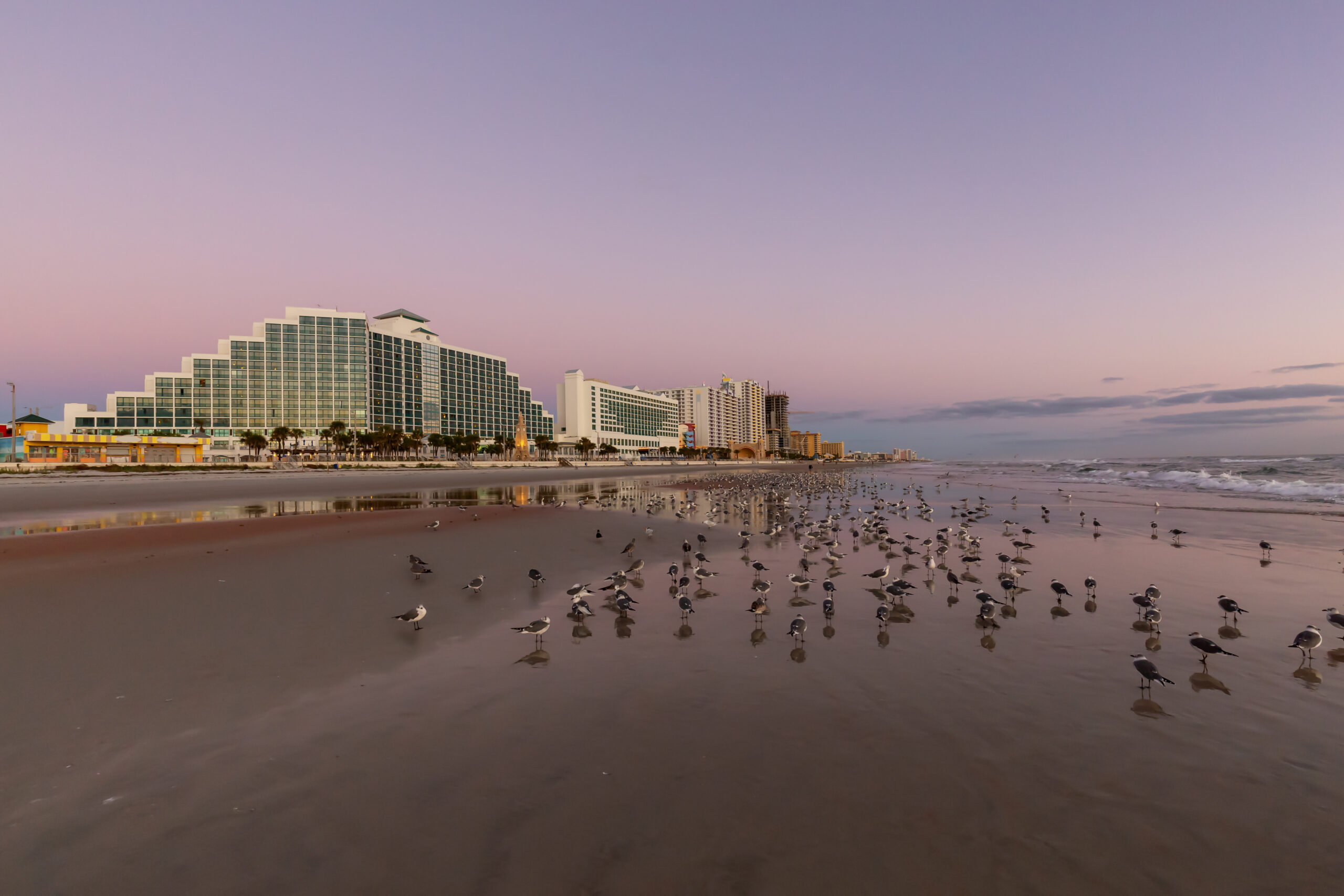 Birds on the sandy beach with Buildings in the background during a vibrant sunrise. Taken in Daytona Beach, Florida, United States.